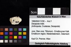 Foto (Objket + Etiketten) von Decapoda indet. 